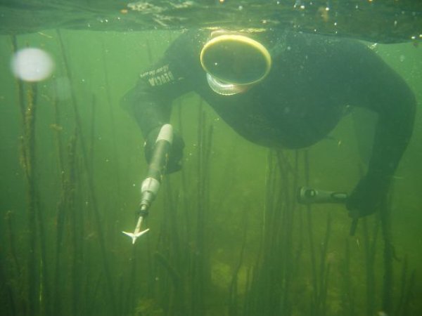 NAUJIENOS